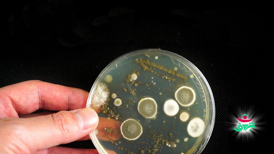 باکتری پتری دیش آزمایش علمی